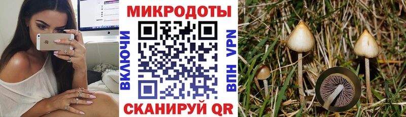 Галлюциногенные грибы Psilocybe хочу наркоту Багратионовск